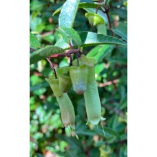 Correa Chef’s Cap 1 Plants Native Fuchsia baeuerlenii Shrubs Chefs